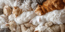 <p>our current litter</p>
