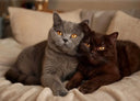 <p>Our breeding program</p>