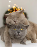 <p>Our breeding program</p>