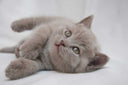 <p>Our Current Litter</p>
