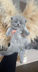 <p>Our Current Litter</p>